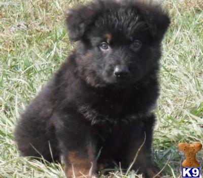 German Shepherd Puppies in FL